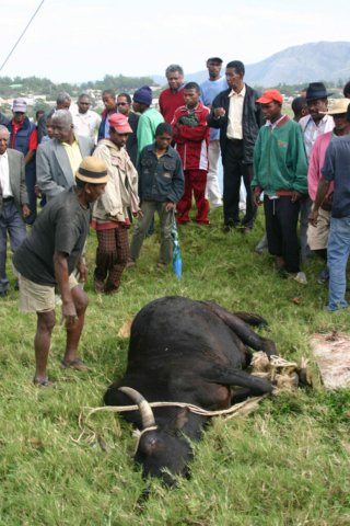 Sacrifice de zébu pour Maraina à Fort-Dauphin – Photo J.Talpin